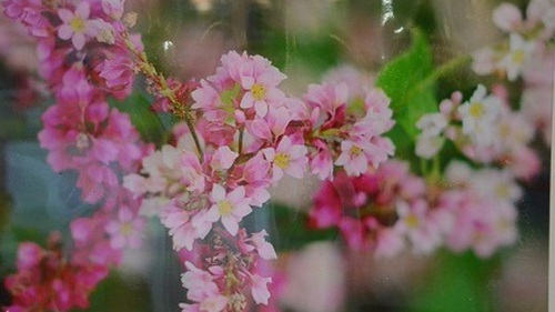 Hoa tam giác mạch Hà Giang khoe sắc giữa Thủ đô